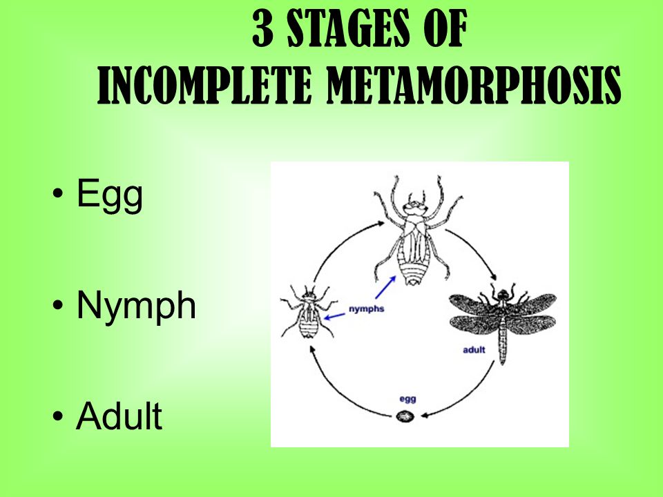 3 STAGES OF INCOMPLETE METAMORPHOSIS Egg Nymph Adult