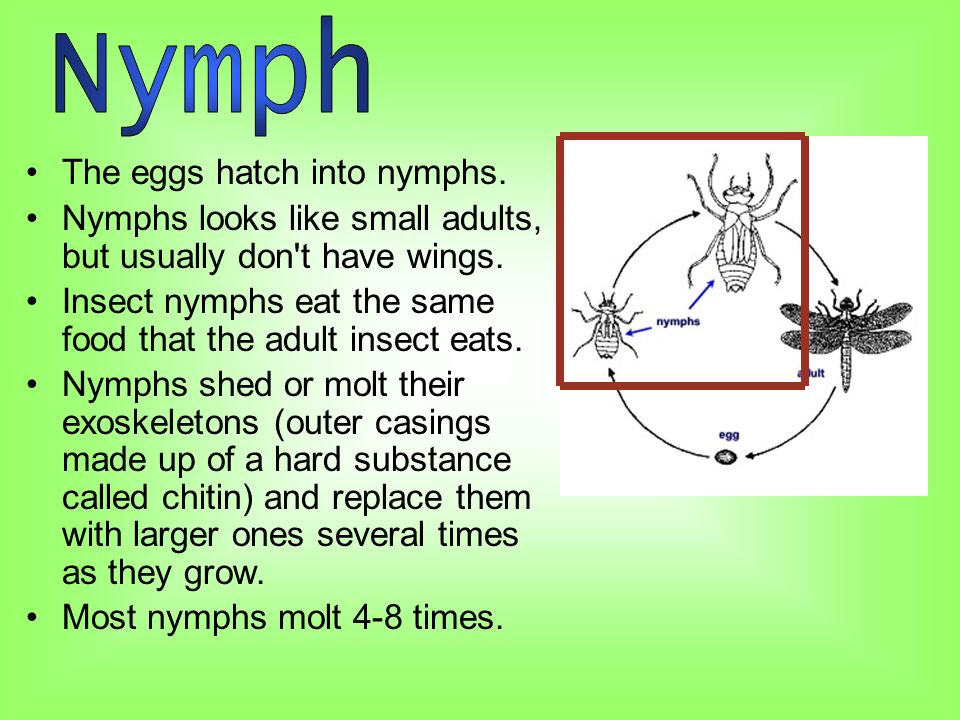 The eggs hatch into nymphs. Nymphs looks like small adults, but usually don t have wings.