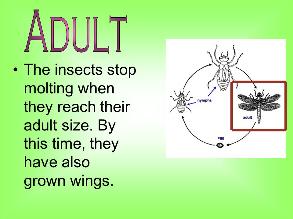 The insects stop molting when they reach their adult size.