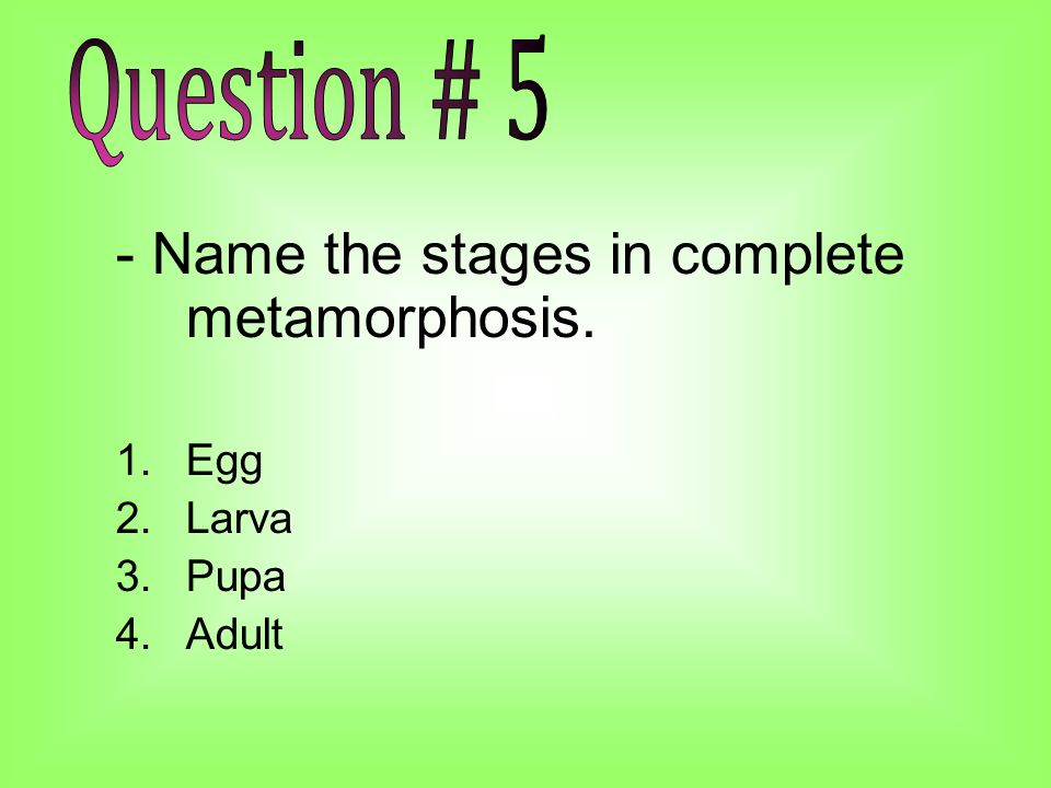 - Name the stages in complete metamorphosis. 1.Egg 2.Larva 3.Pupa 4.Adult