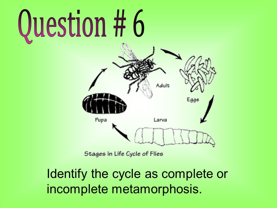 Identify the cycle as complete or incomplete metamorphosis.