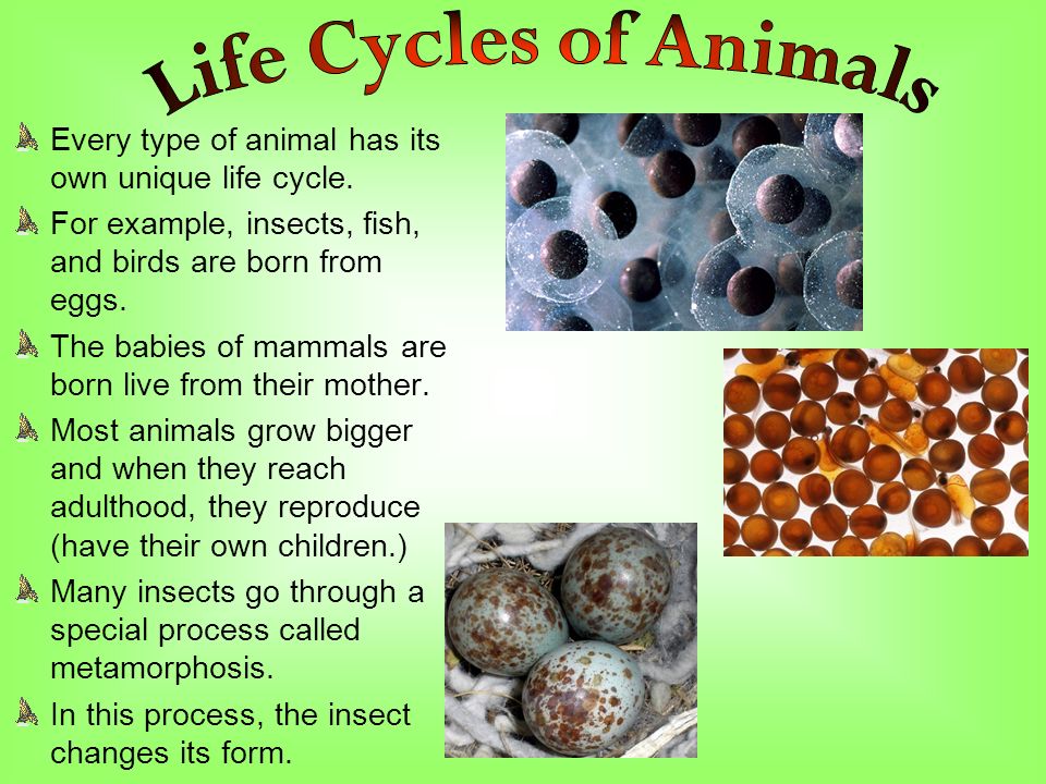 Every type of animal has its own unique life cycle.