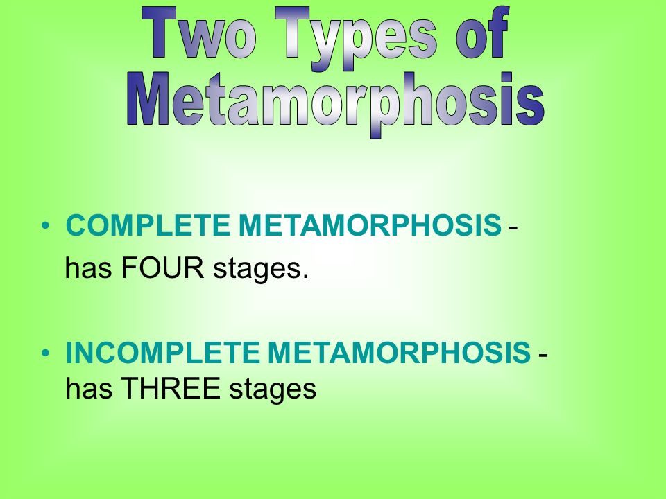 COMPLETE METAMORPHOSIS - has FOUR stages. INCOMPLETE METAMORPHOSIS - has THREE stages
