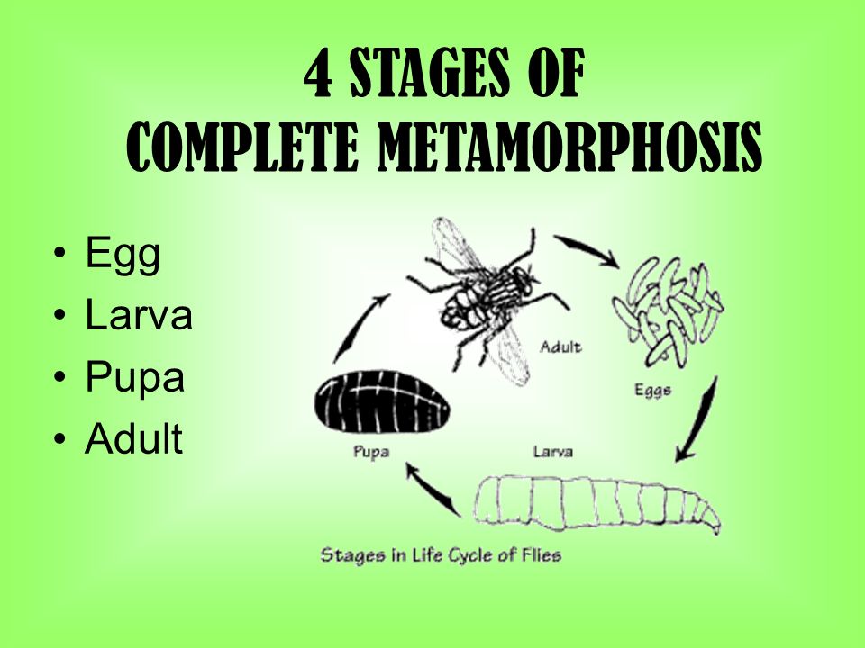 4 STAGES OF COMPLETE METAMORPHOSIS Egg Larva Pupa Adult
