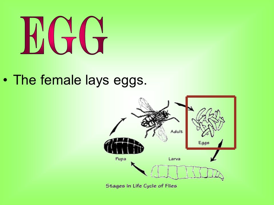 The female lays eggs.