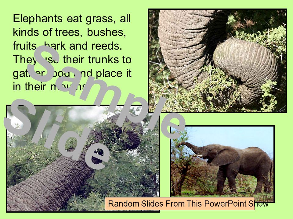 Elephants eat grass, all kinds of trees, bushes, fruits, bark and reeds.