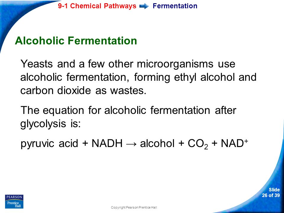 Slide 1 Of 39 Copyright Pearson Pice Hall 9 Chemical Slide 26 Of 39 9 1 Chemical Pathways Copyright Pearson Pice Hall Fermentation Alcoholic