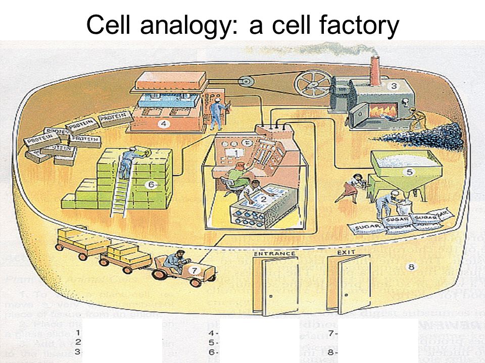 cell analogy