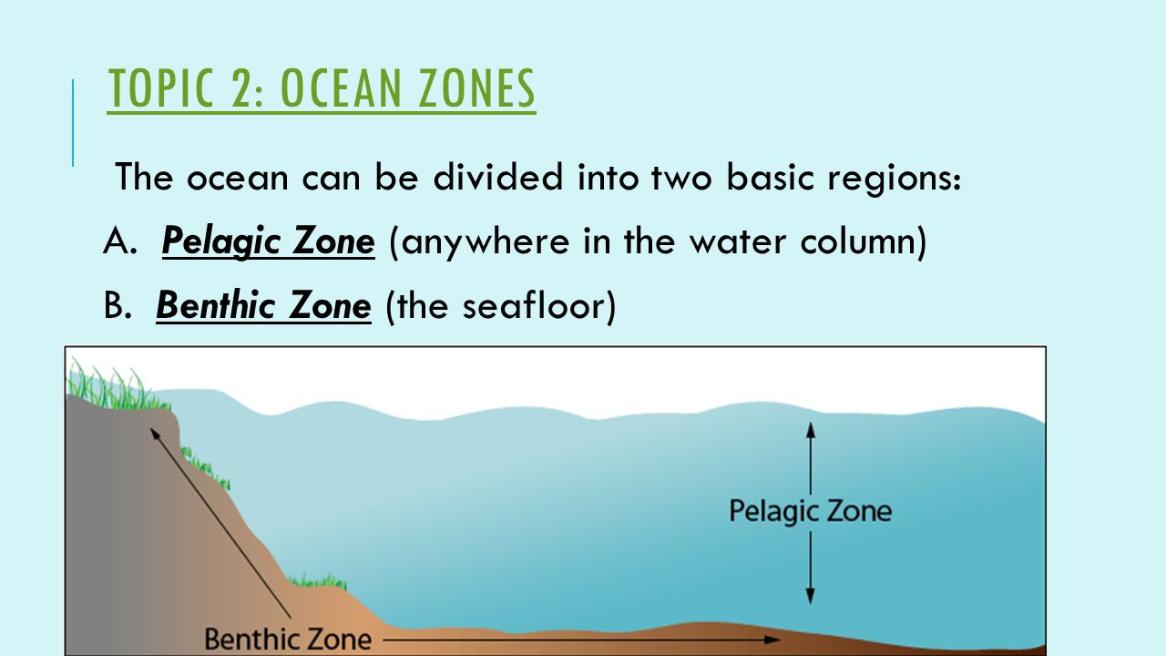 pelagic zone