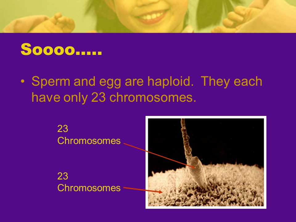 Soooo….. Sperm and egg are haploid. They each have only 23 chromosomes. 23 Chromosomes