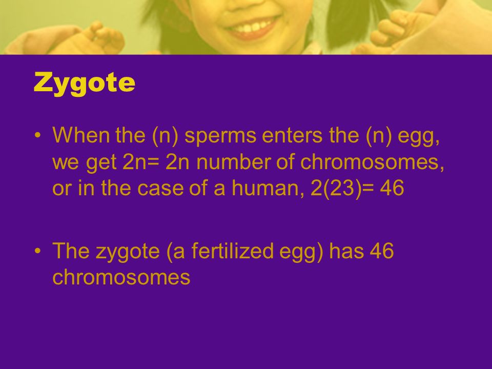 Zygote When the (n) sperms enters the (n) egg, we get 2n= 2n number of chromosomes, or in the case of a human, 2(23)= 46 The zygote (a fertilized egg) has 46 chromosomes