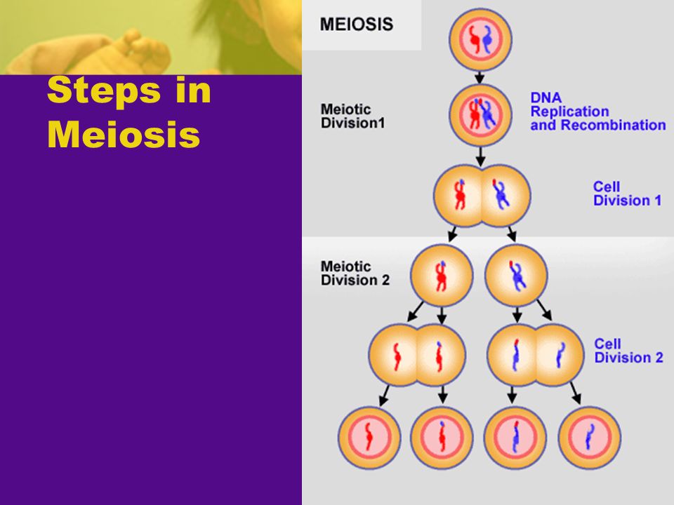Steps in Meiosis
