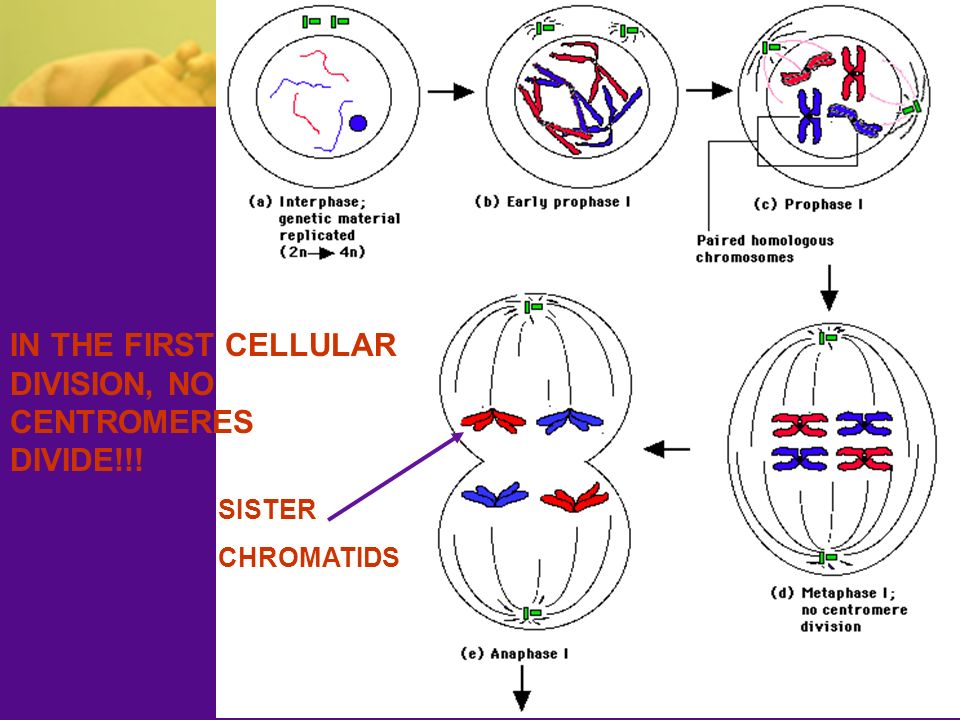 IN THE FIRST CELLULAR DIVISION, NO CENTROMERES DIVIDE!!! SISTER CHROMATIDS