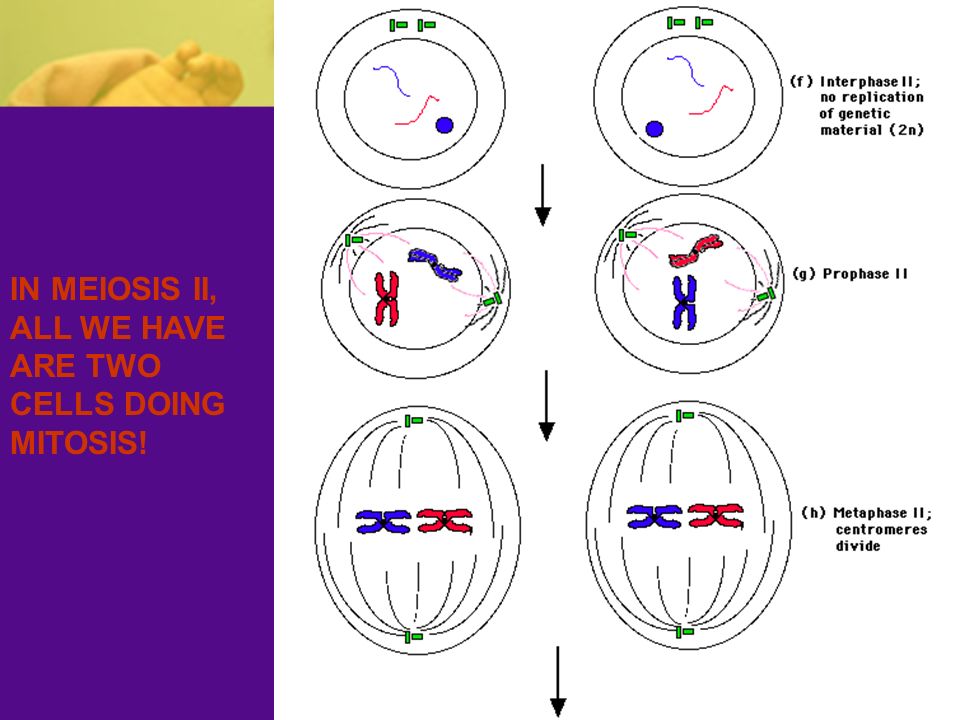 IN MEIOSIS II, ALL WE HAVE ARE TWO CELLS DOING MITOSIS!