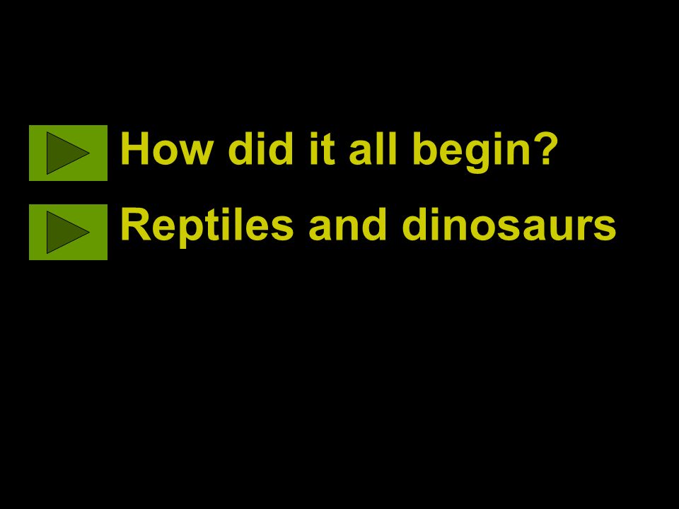 How did it all begin Reptiles and dinosaurs