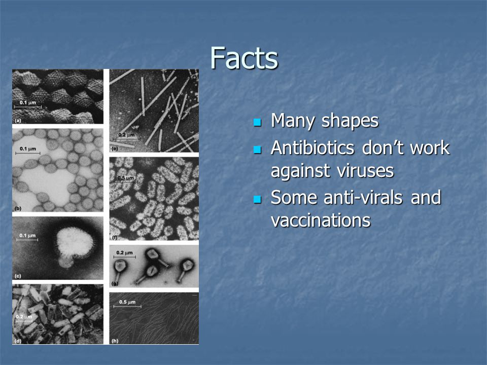 some examples of virus and bacteria Viruses in bacteria in some examples of this type like some hoppers and thrips virus and bacteria in plant it is important to know. some examples of virus and bacteria Viruses in bacteria in some examples of this type like some hoppers and thrips virus and bacteria in plant it is important to know.