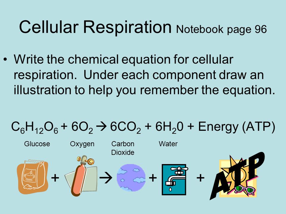 Summary Equations For Cellular Respiration And Photosynthesis What Is The Overall Summary Equation For Cellular Respiration