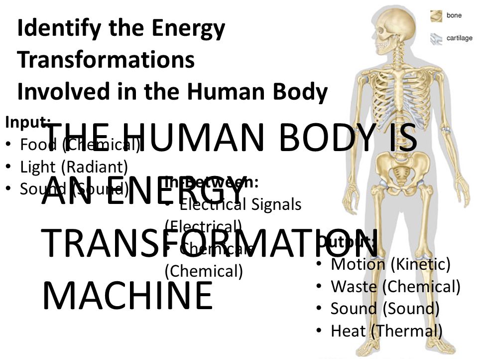 THE HUMAN BODY IS AN ENERGY TRANSFORMATION MACHINE Identify the Energy Transformations Involved in the Human Body Input: Food (Chemical) Light (Radiant) Sound (Sound) In-Between: Electrical Signals (Electrical) Chemicals (Chemical) Output: Motion (Kinetic) Waste (Chemical) Sound (Sound) Heat (Thermal)