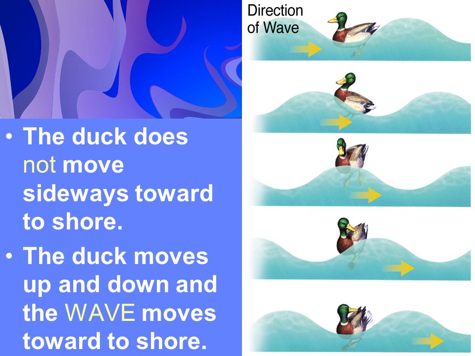 The duck does not move sideways toward to shore.