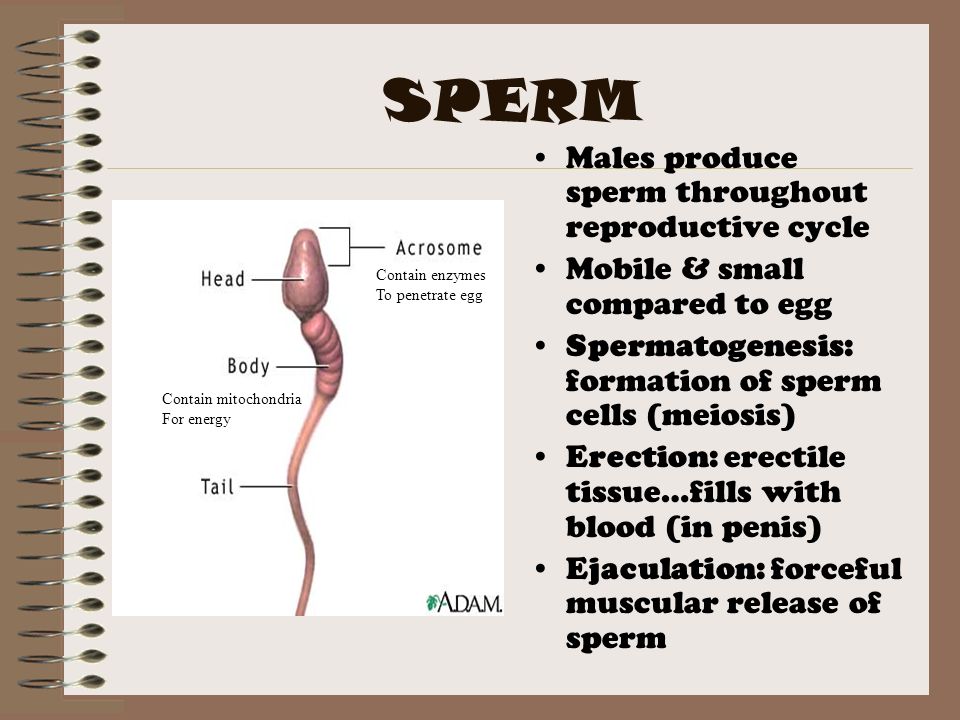 Sperm production cycle Brutal anal and deepthroat