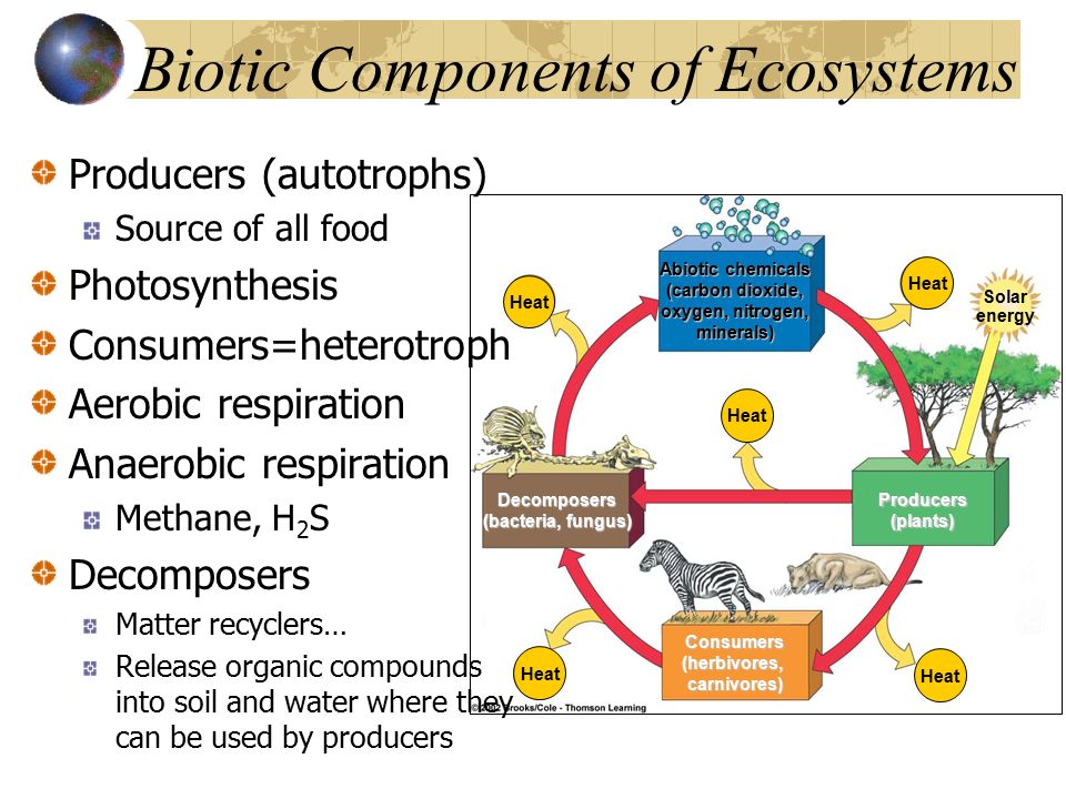 ecosystem components ecosystem components