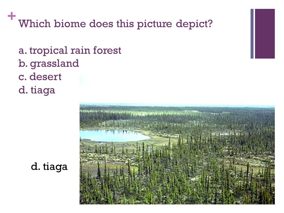+ Which biome does this picture depict. a. tropical rain forest b.