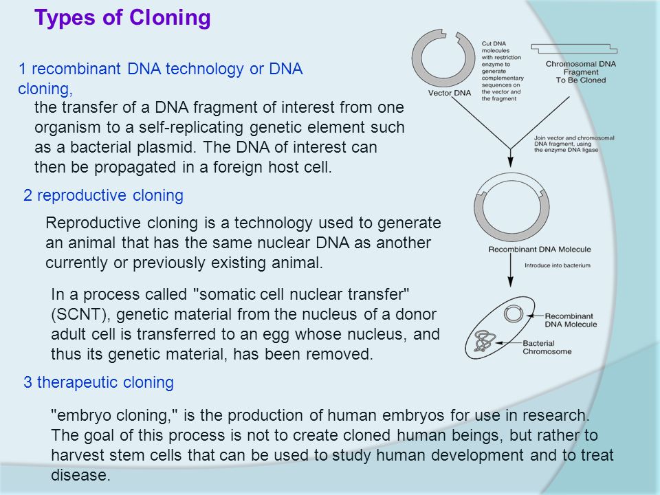 The Following Slides Are We Used To Prepare For Dna 3 Theutic Cloning 1 Recombinant Dna Technology Or 2 Reproductive The Transfer