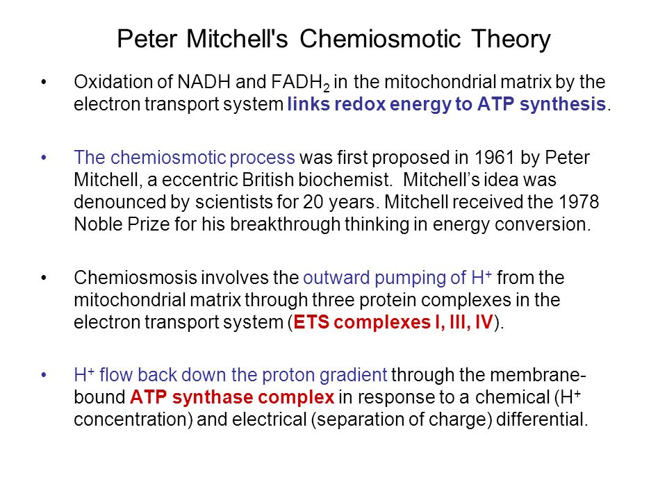chemiosmotic theory