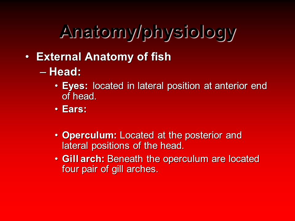 lateral position definition