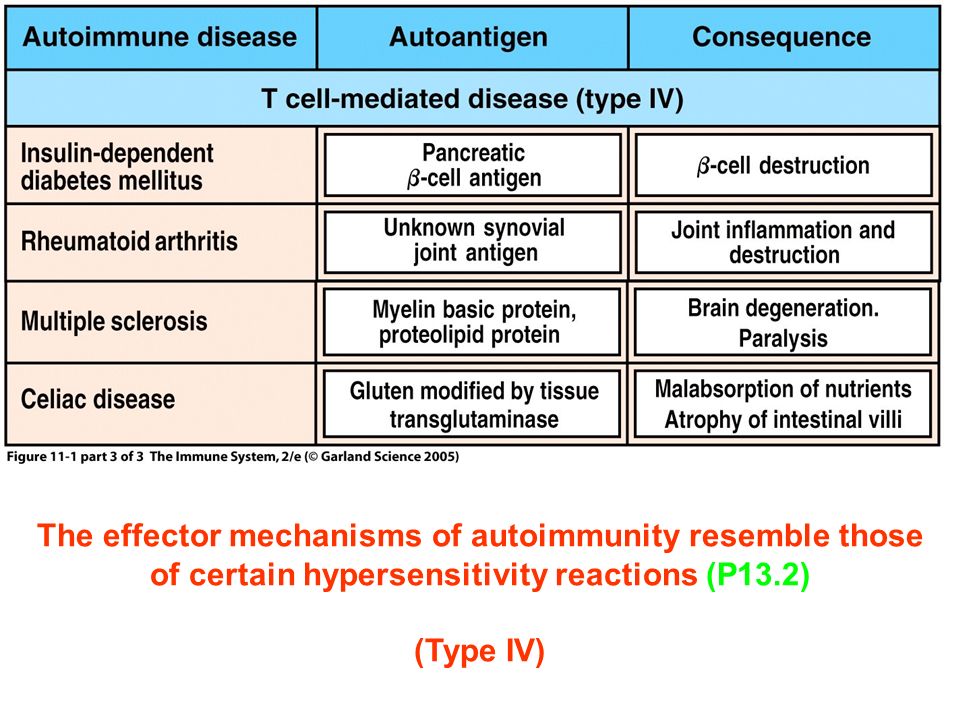 Figure 11-1 part 3 of 3 The effector mechanisms of autoimmunity resemble those of certain hypersensitivity reactions (P13.2) (Type IV)