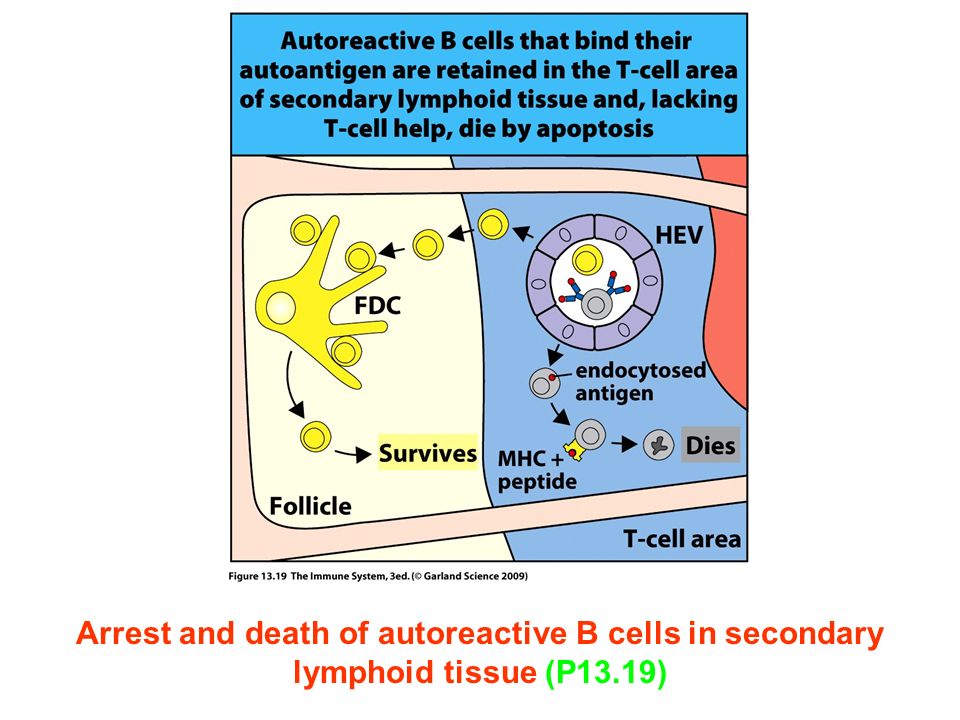 Figure Arrest and death of autoreactive B cells in secondary lymphoid tissue (P13.19)