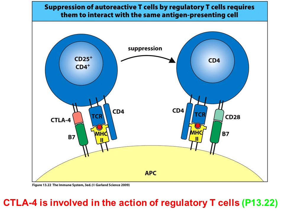 Figure CTLA-4 is involved in the action of regulatory T cells (P13.22)
