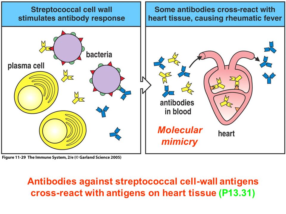 Figure Antibodies against streptococcal cell-wall antigens cross-react with antigens on heart tissue (P13.31) Molecular mimicry