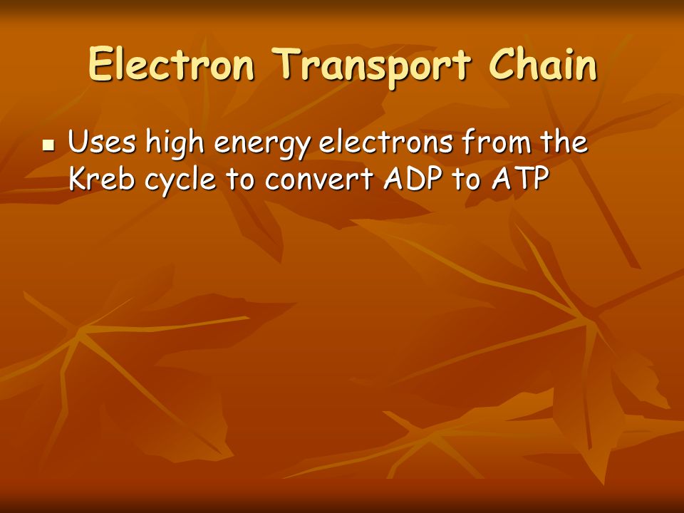 Electron Transport Chain Uses high energy electrons from the Kreb cycle to convert ADP to ATP Uses high energy electrons from the Kreb cycle to convert ADP to ATP