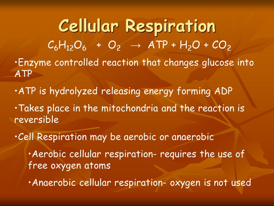 Cellular Respiration C 6 H 12 O 6 + O 2 → ATP + H 2 O + CO 2 Enzyme controlled reaction that changes glucose into ATP ATP is hydrolyzed releasing energy forming ADP Takes place in the mitochondria and the reaction is reversible Cell Respiration may be aerobic or anaerobic Aerobic cellular respiration- requires the use of free oxygen atoms Anaerobic cellular respiration- oxygen is not used