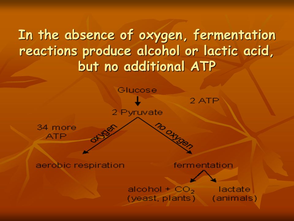 In the absence of oxygen, fermentation reactions produce alcohol or lactic acid, but no additional ATP