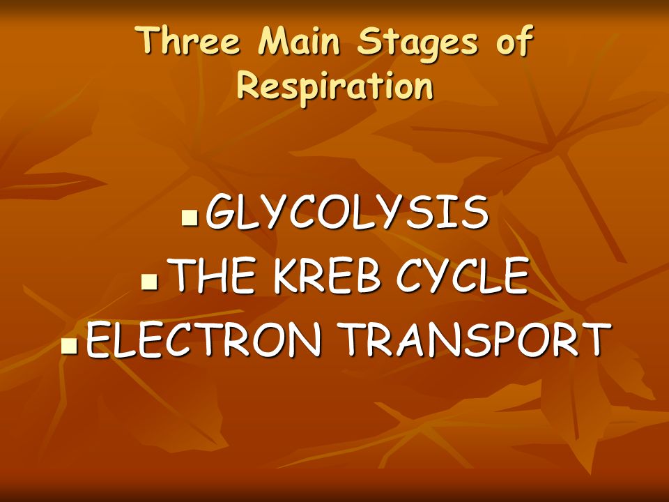 Three Main Stages of Respiration GLYCOLYSIS GLYCOLYSIS THE KREB CYCLE THE KREB CYCLE ELECTRON TRANSPORT ELECTRON TRANSPORT