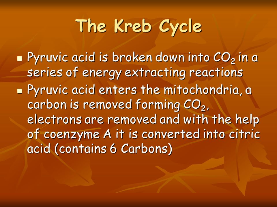 The Kreb Cycle Pyruvic acid is broken down into CO 2 in a series of energy extracting reactions Pyruvic acid is broken down into CO 2 in a series of energy extracting reactions Pyruvic acid enters the mitochondria, a carbon is removed forming CO 2, electrons are removed and with the help of coenzyme A it is converted into citric acid (contains 6 Carbons) Pyruvic acid enters the mitochondria, a carbon is removed forming CO 2, electrons are removed and with the help of coenzyme A it is converted into citric acid (contains 6 Carbons)