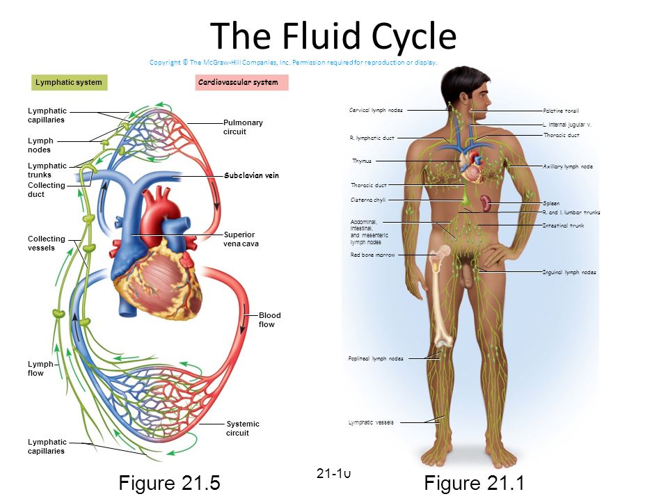 cardiovascular and immunelymphatic systems essay cardiovascular and immunelymphatic systems essay
