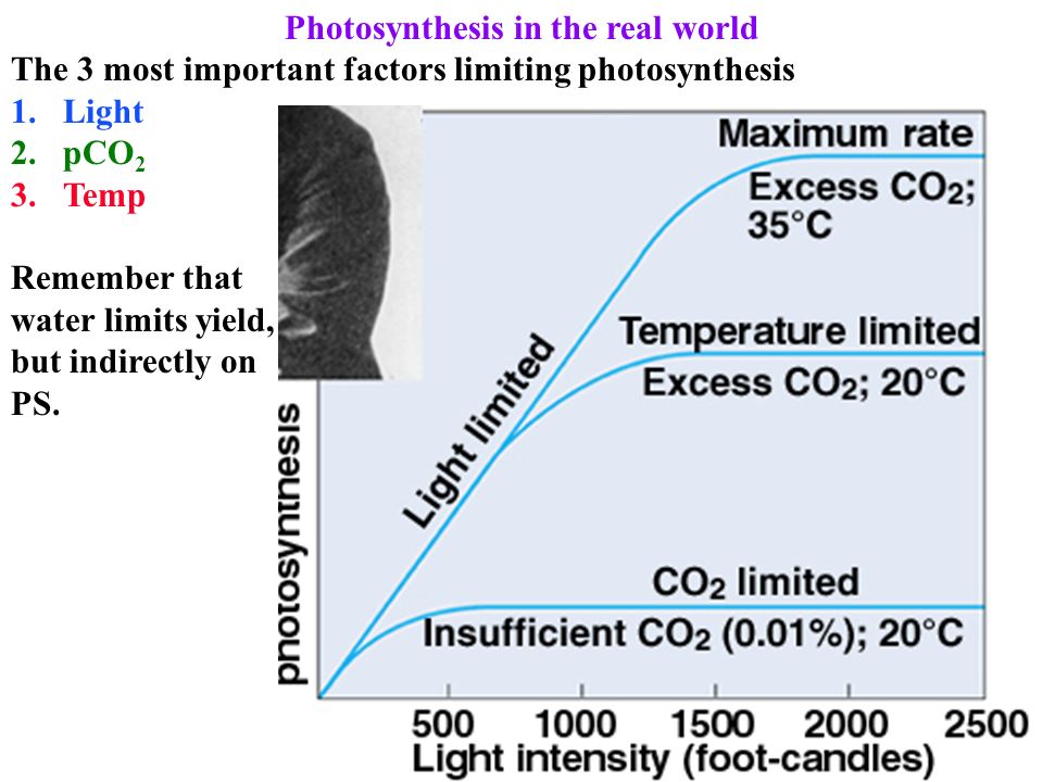 what factors limit photosynthesis Ap biology photosynthesis lab essential question: what factors affect the rate of photosynthesis in living leaves background living systems require free energy. what factors limit photosynthesis Ap biology photosynthesis lab essential question: what factors affect the rate of photosynthesis in living leaves background living systems require free energy.