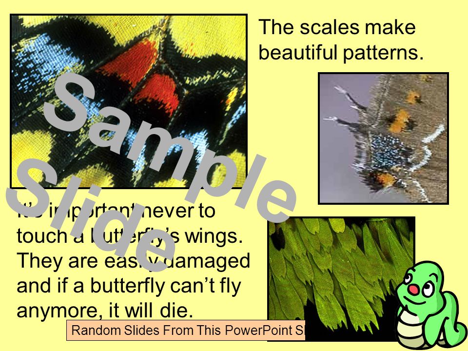 The scales make beautiful patterns. It’s important never to touch a butterfly’s wings.