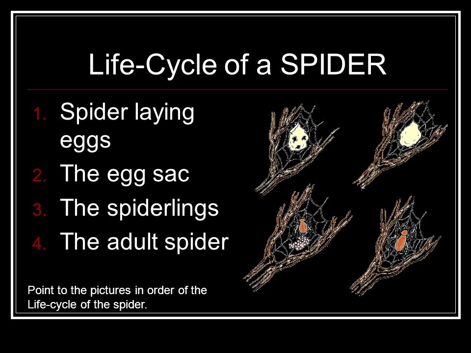 Spiders Are Not Insects! Spiders are Arachnids!