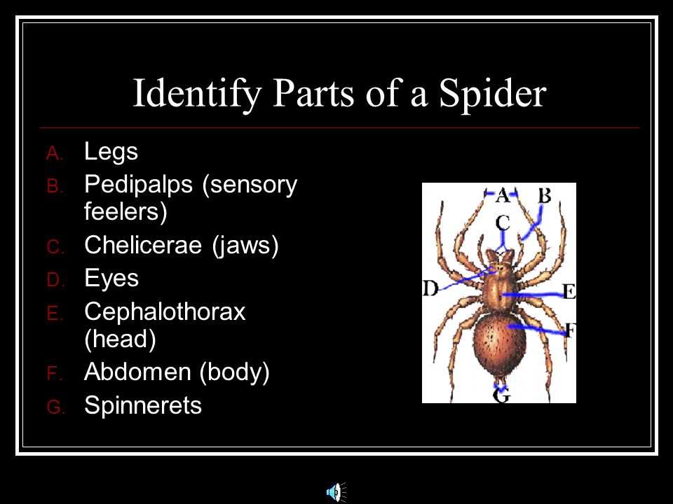 Remember the Number 8 . Spiders have 8 legs. Most spiders have 8 eyes (2 rows of 4 eyes).