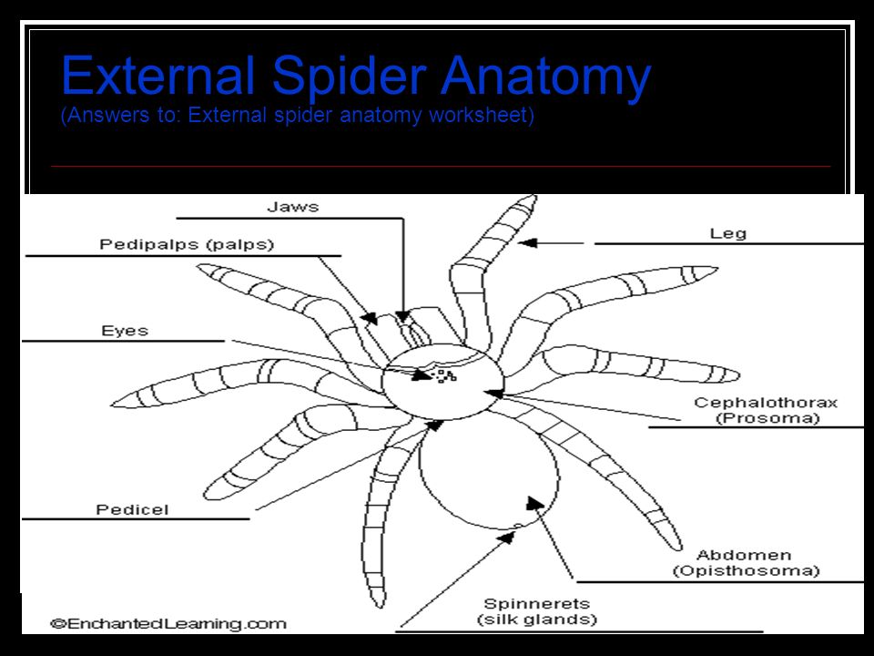 Spiders are characterized by: 1. Two body parts 2.