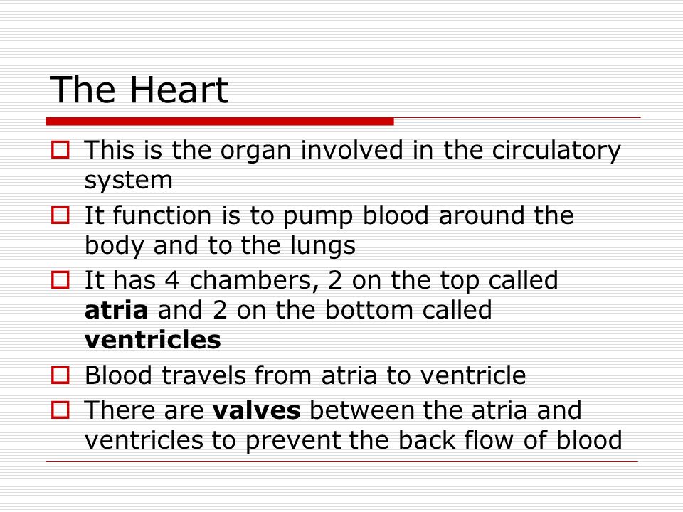 The Heart  This is the organ involved in the circulatory system  It function is to pump blood around the body and to the lungs  It has 4 chambers, 2 on the top called atria and 2 on the bottom called ventricles  Blood travels from atria to ventricle  There are valves between the atria and ventricles to prevent the back flow of blood