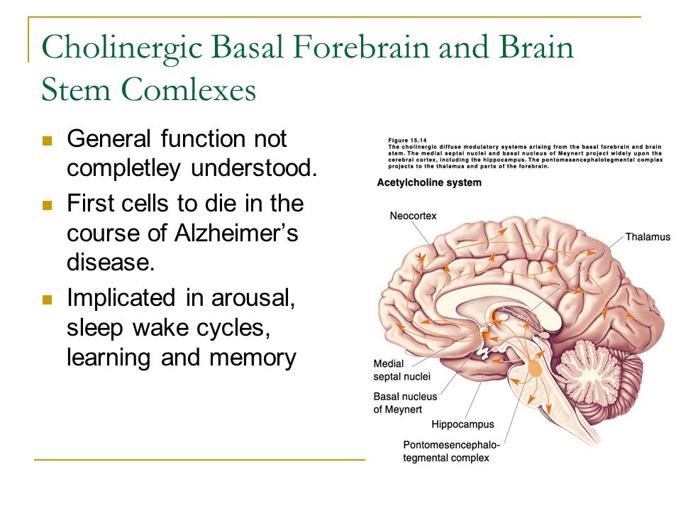 the brain and behavior Nih medlineplus the magazine, the science of addiction drugs, brains, and behavior. the brain and behavior Nih medlineplus the magazine, the science of addiction drugs, brains, and behavior.