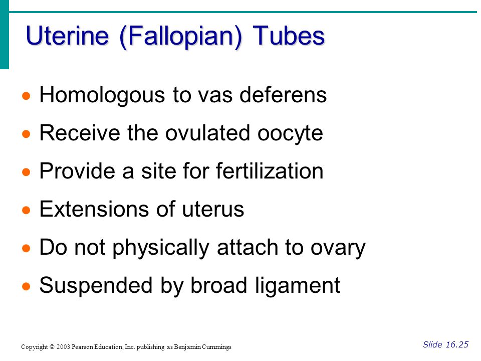 publishing as benjamin cummings 80 homologous to vas deferens