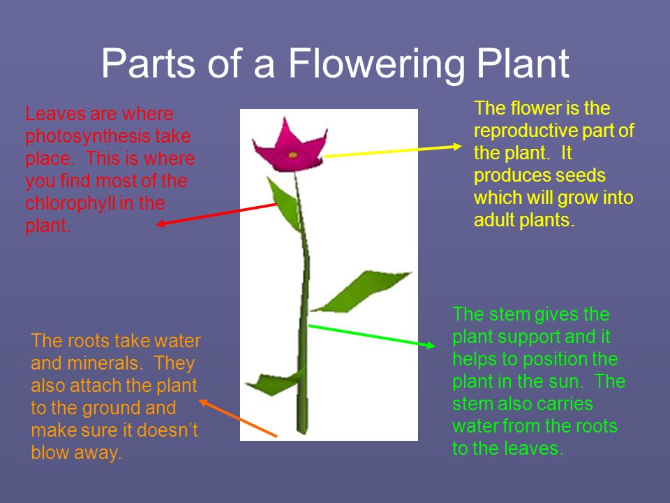 Parts of a Flowering Plant The flower is the reproductive part of the plant.
