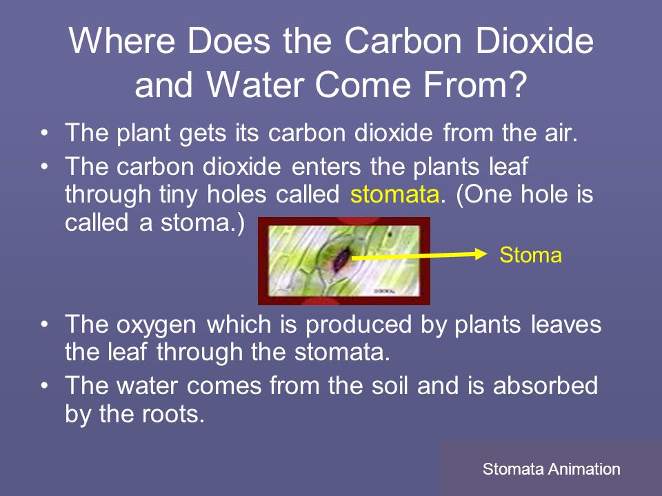 Where Does the Carbon Dioxide and Water Come From.