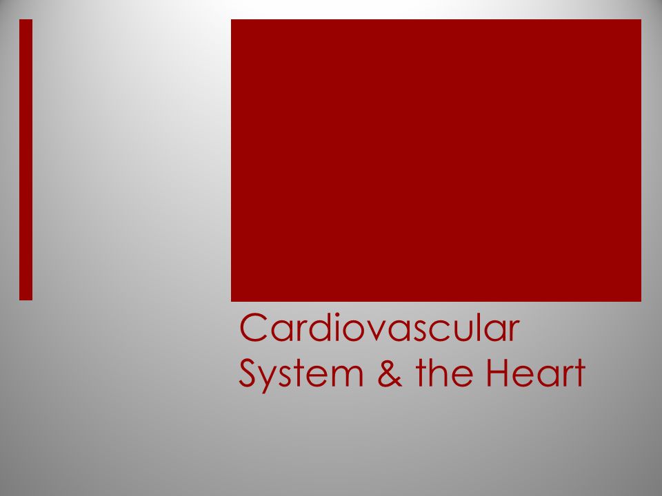 Cardiovascular System & the Heart